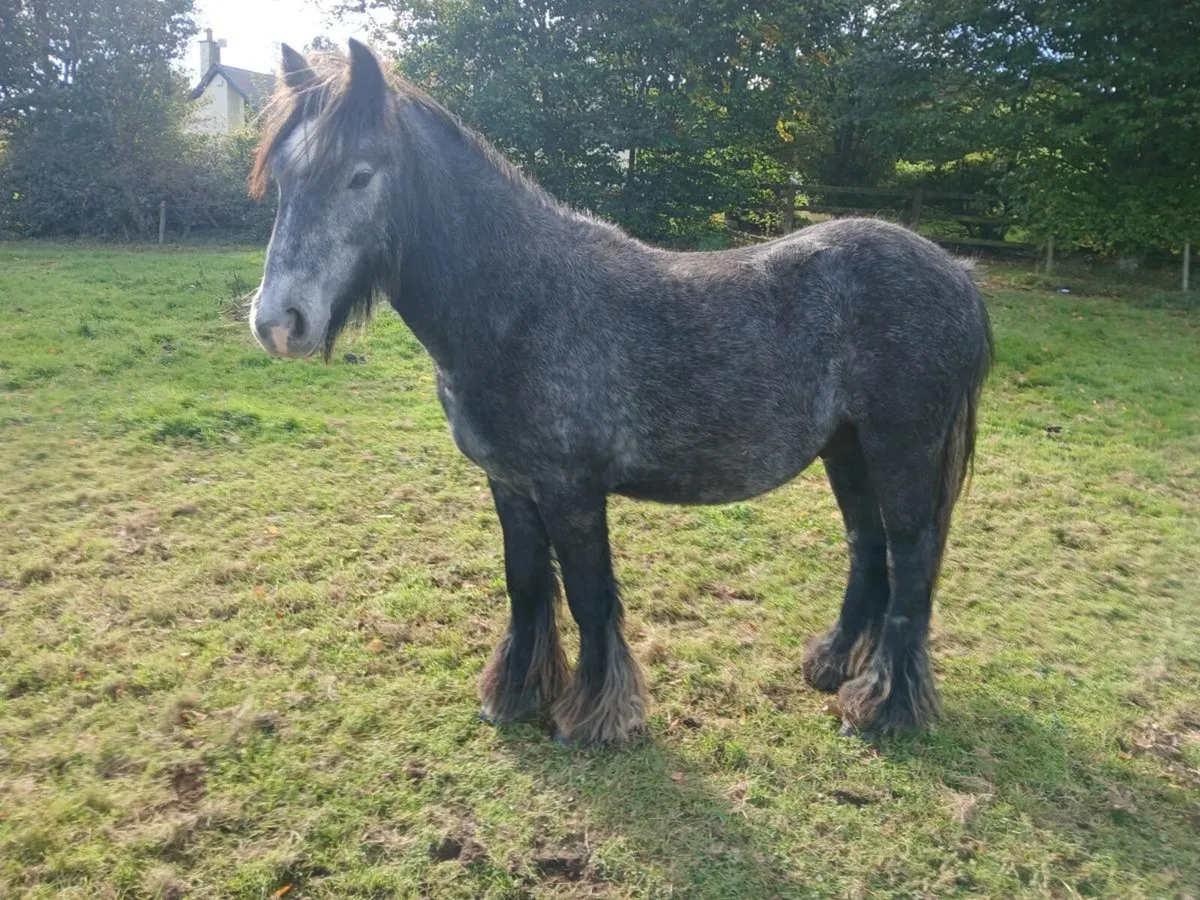 Pony - Image 1