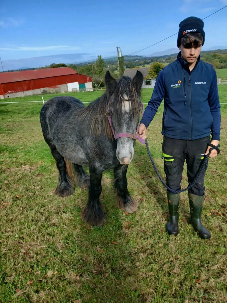 Pony - Image 2
