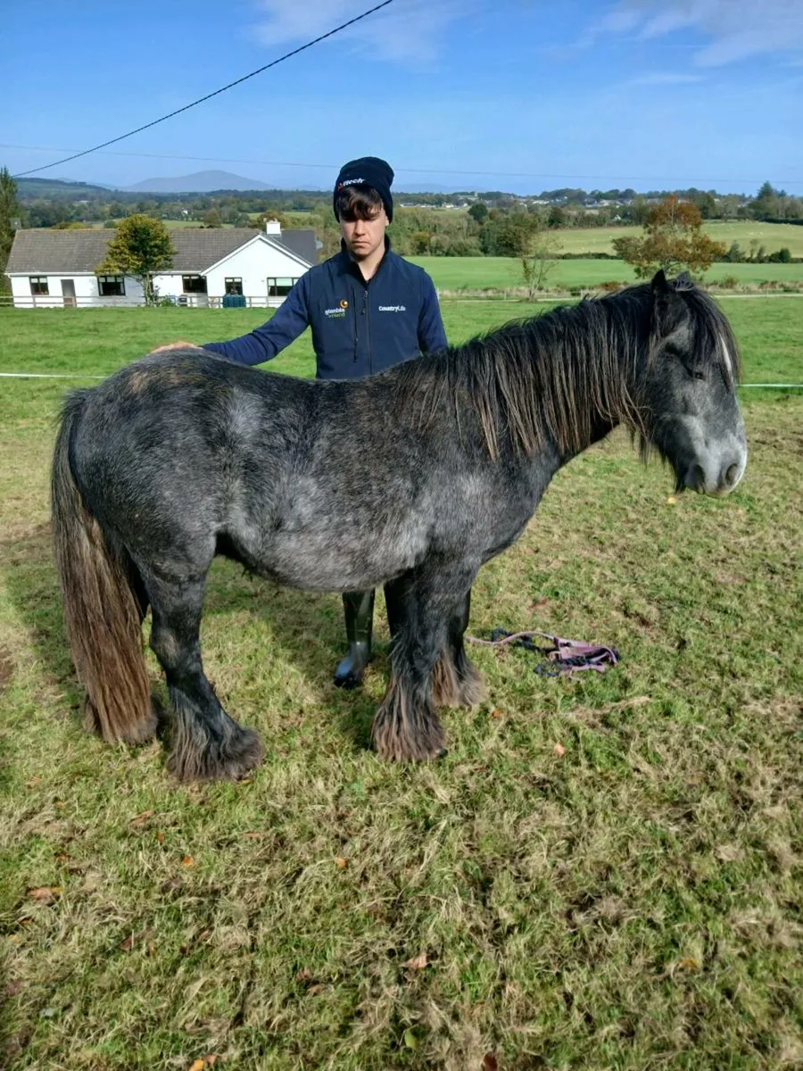 Pony - Image 3