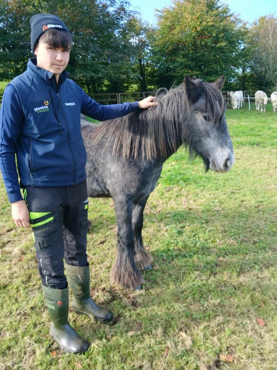 Pony - Image 4