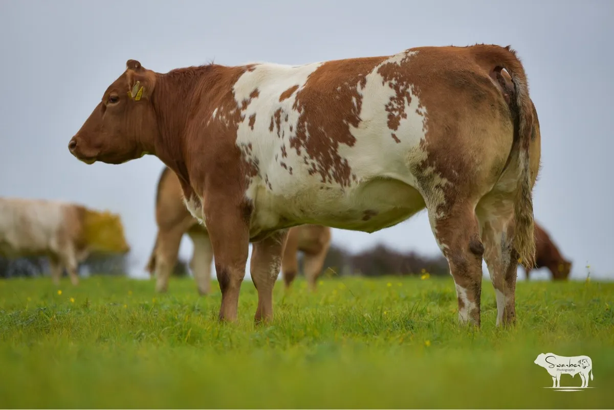 In Calf Heifers - Image 1
