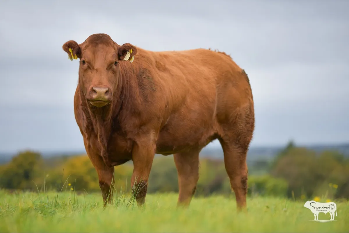 In Calf Heifers - Image 2