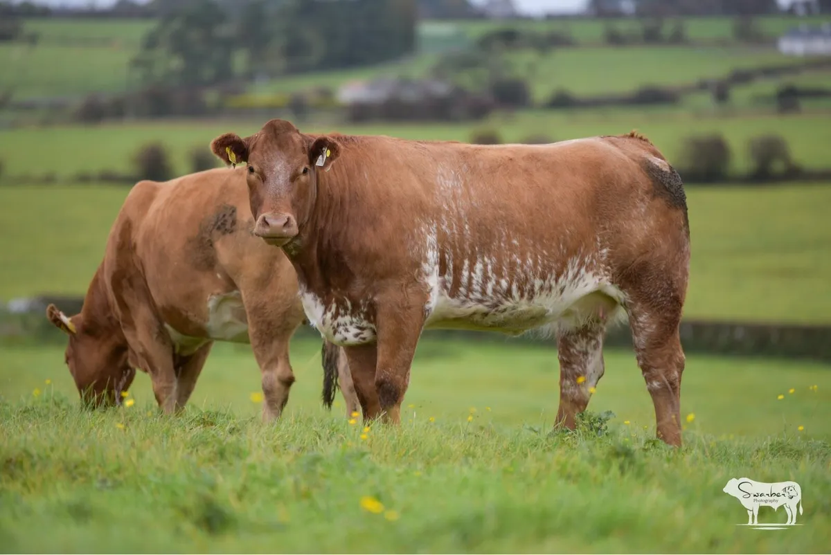 In Calf Heifers - Image 3