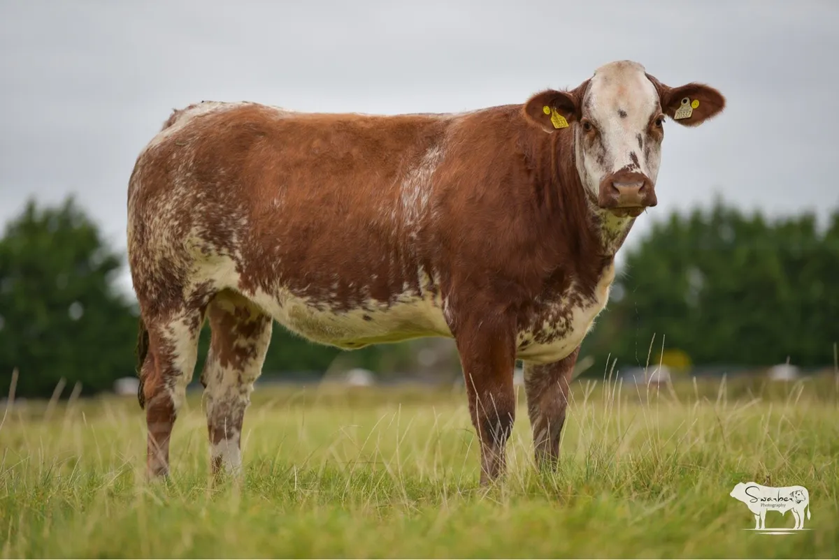 In Calf Heifers - Image 4