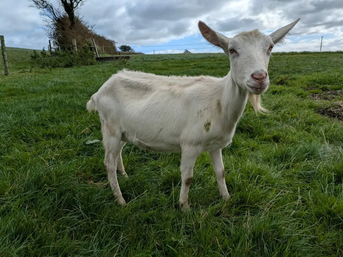 2 female goats - Image 2