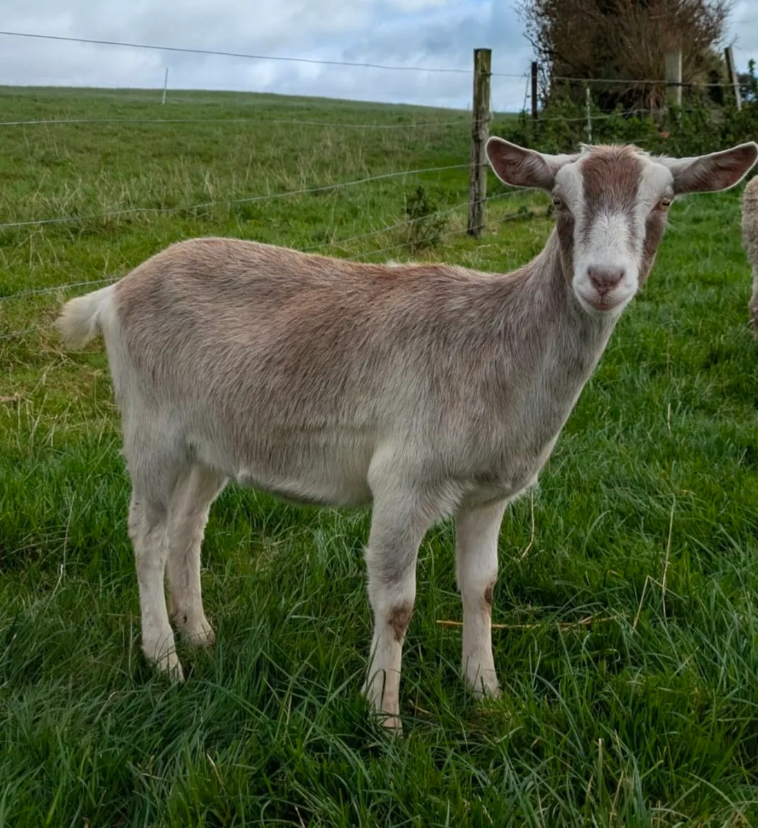 2 female goats - Image 1