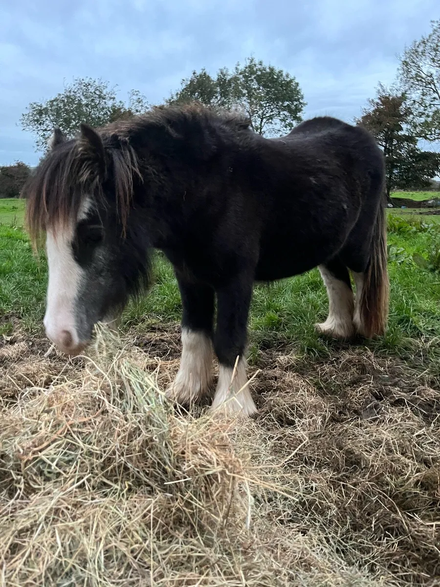 Yearling filly - Image 2
