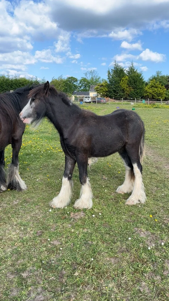 Yearling filly - Image 4