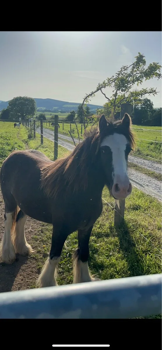 Yearling filly - Image 1