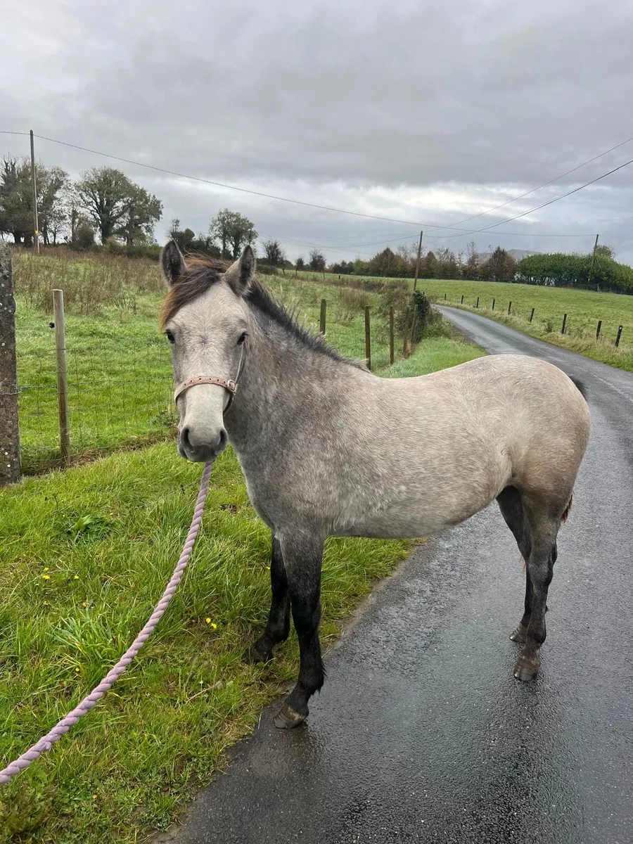 Connemara x yearling filly - Image 1