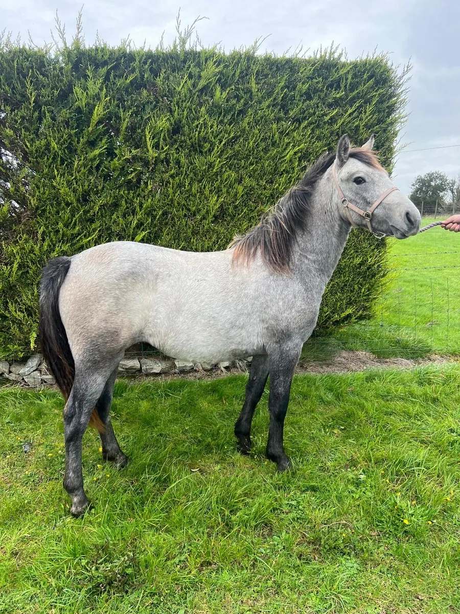 Connemara x yearling filly - Image 2