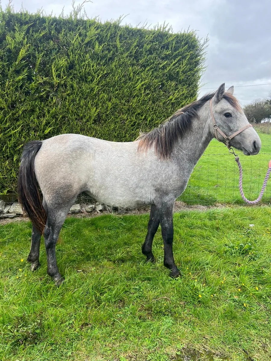 Connemara x yearling filly - Image 3