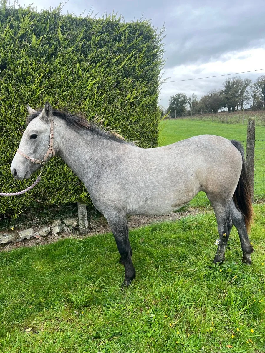 Connemara x yearling filly - Image 4