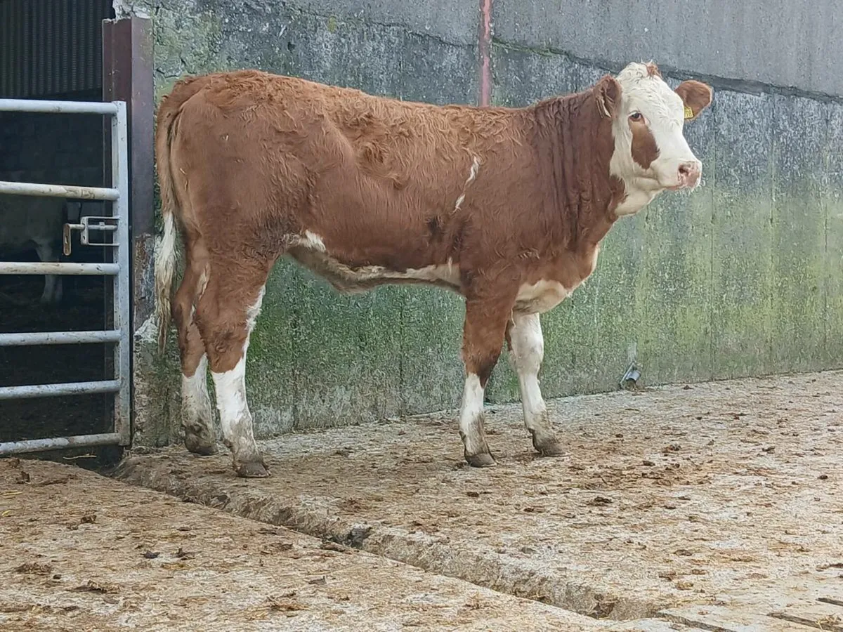 🌟 2 Super Simmental Heifers 🌟 - Image 1