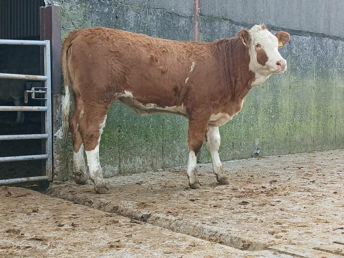 🌟 2 Super Simmental Heifers 🌟 - Image 2