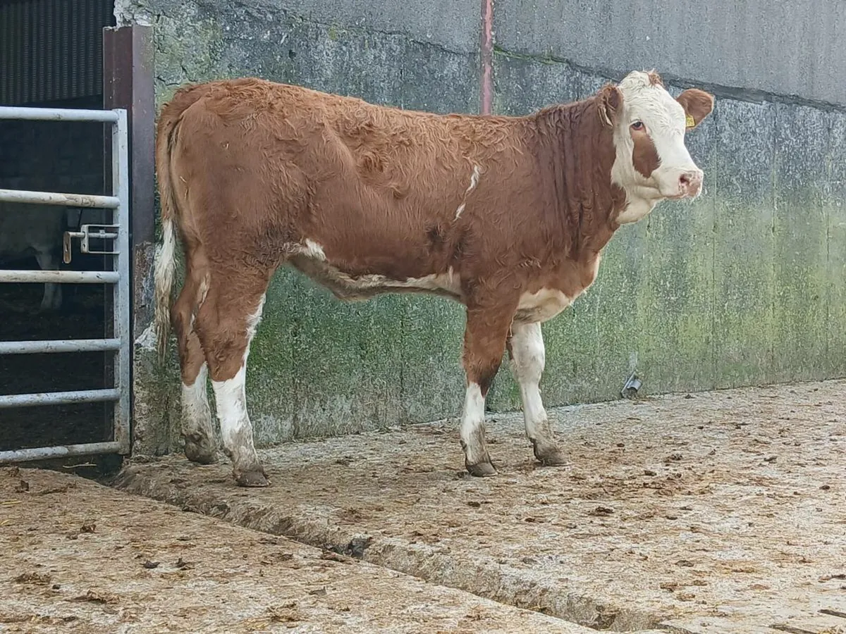 🌟 2 Super Simmental Heifers 🌟 - Image 3