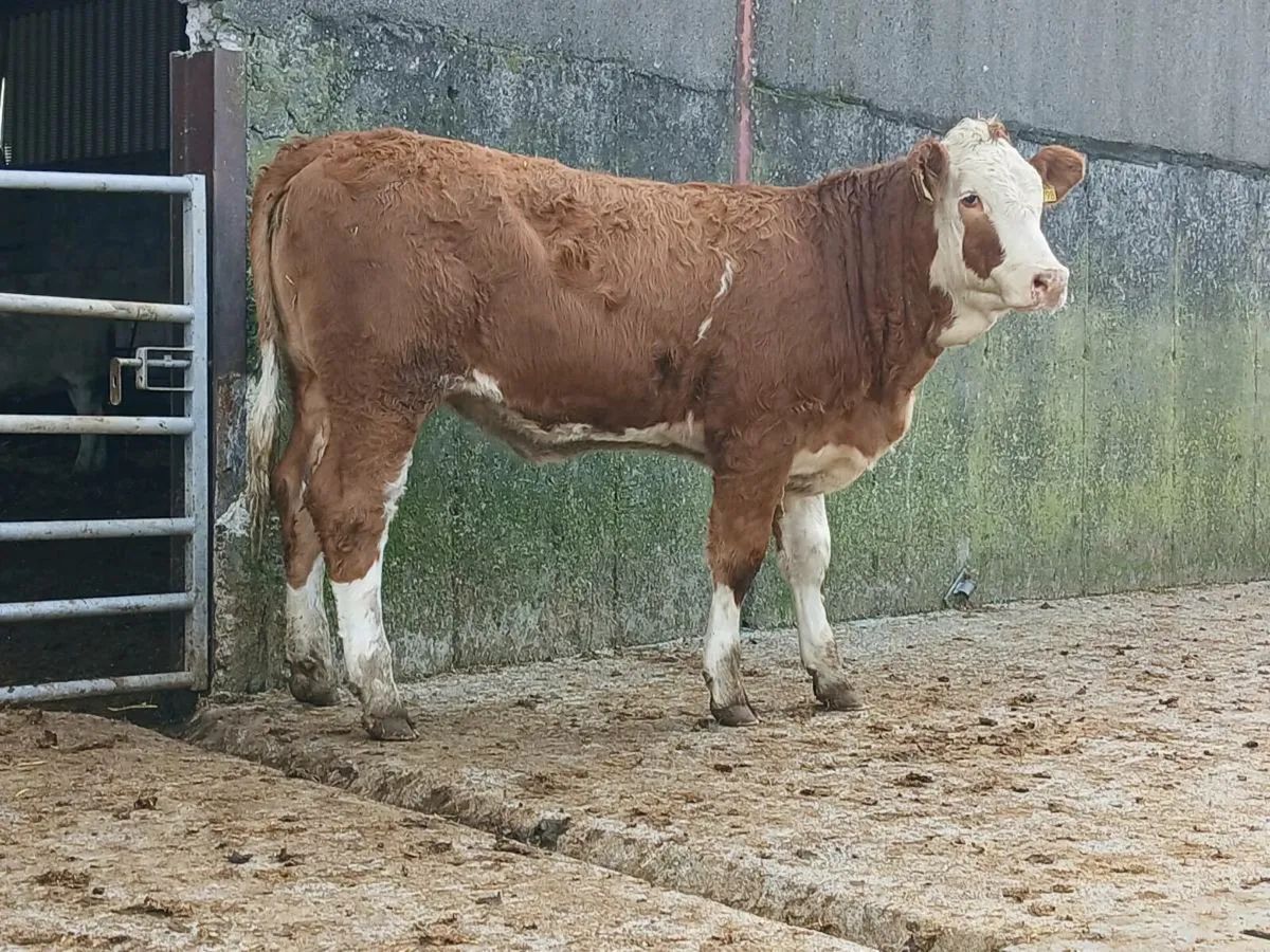 🌟 2 Super Simmental Heifers 🌟 - Image 4