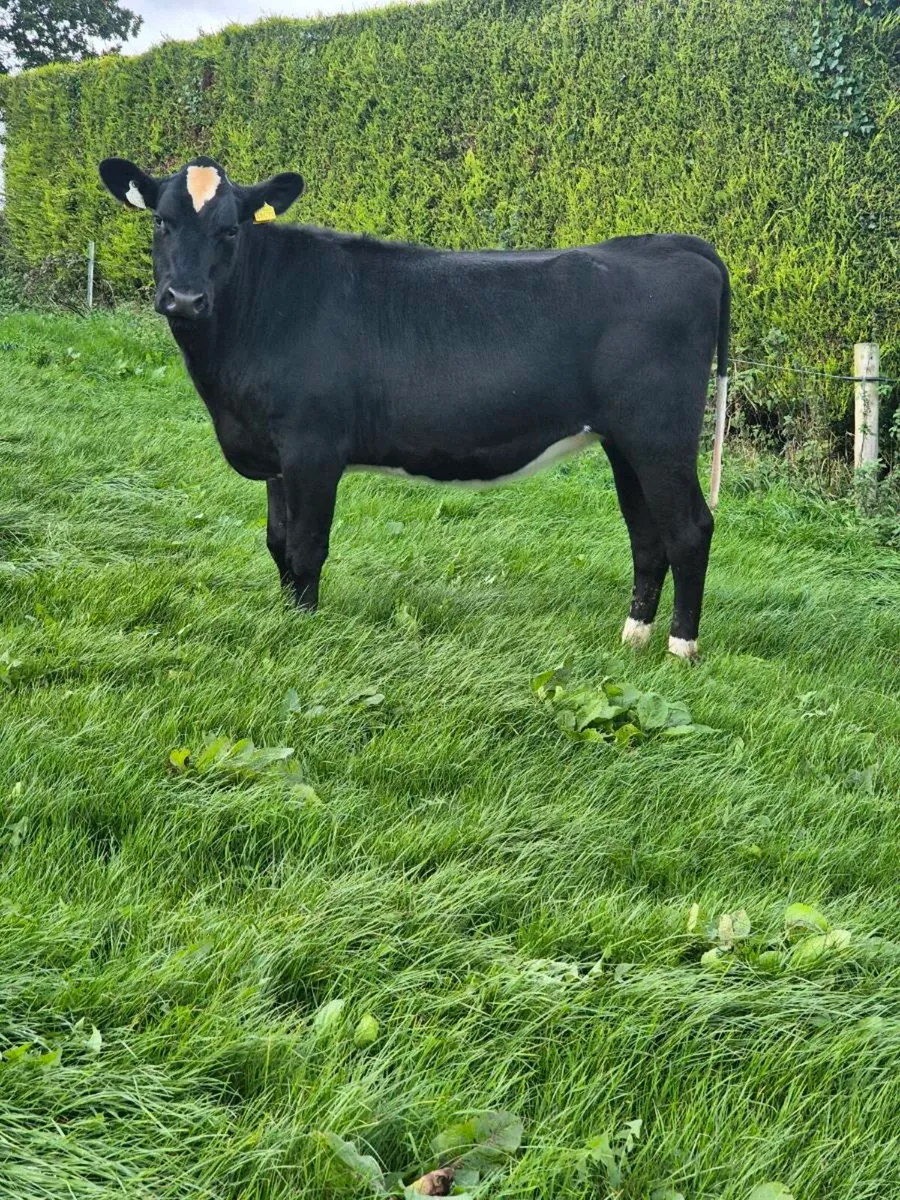 12 incalf Freisian X heifers - Image 2
