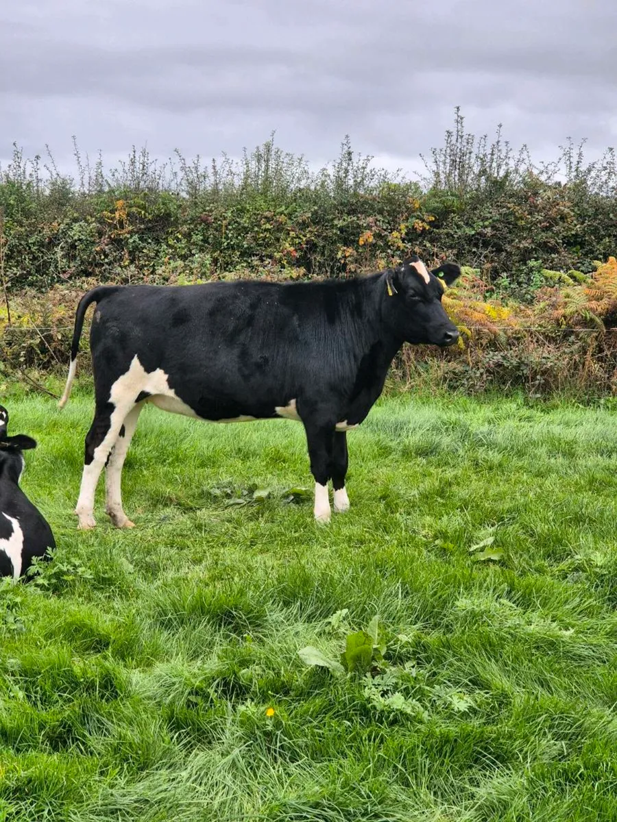 12 incalf Freisian X heifers - Image 1