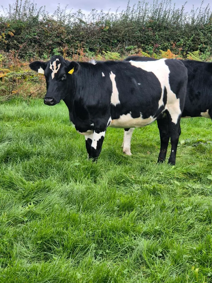 12 incalf Freisian X heifers - Image 3