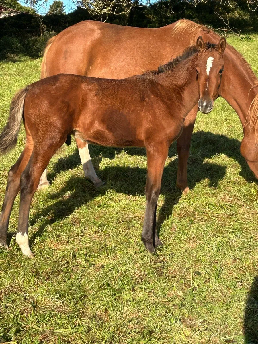 Colt foal - Image 3