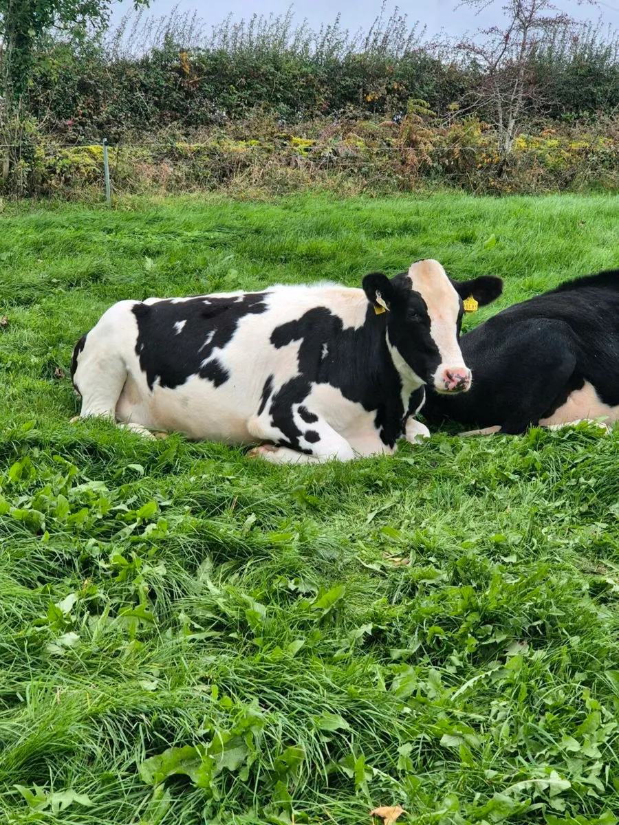 12 incalf Freisian X heifers - Image 4
