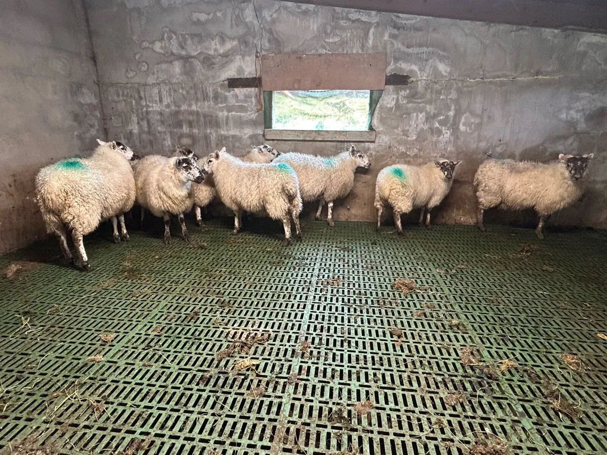 Speckle ewe lambs - Image 1