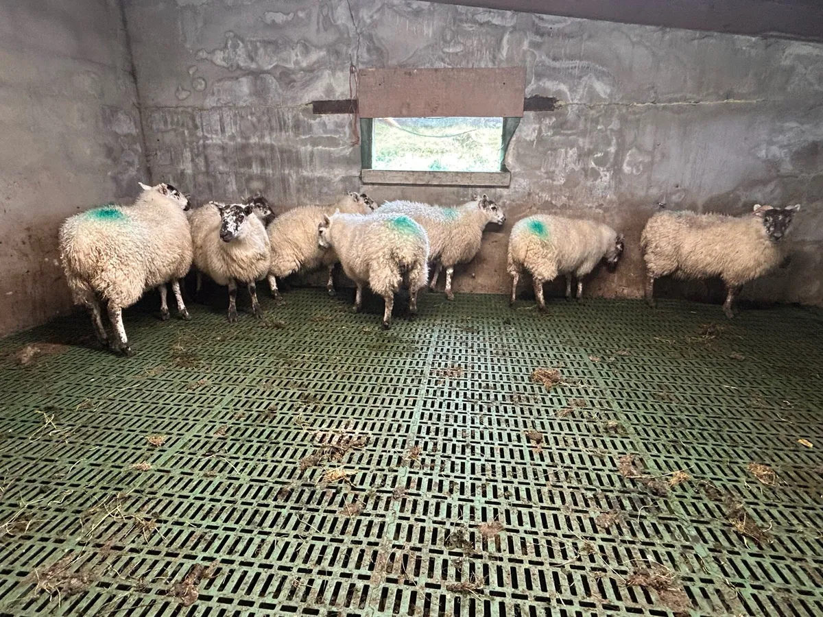Speckle ewe lambs - Image 2