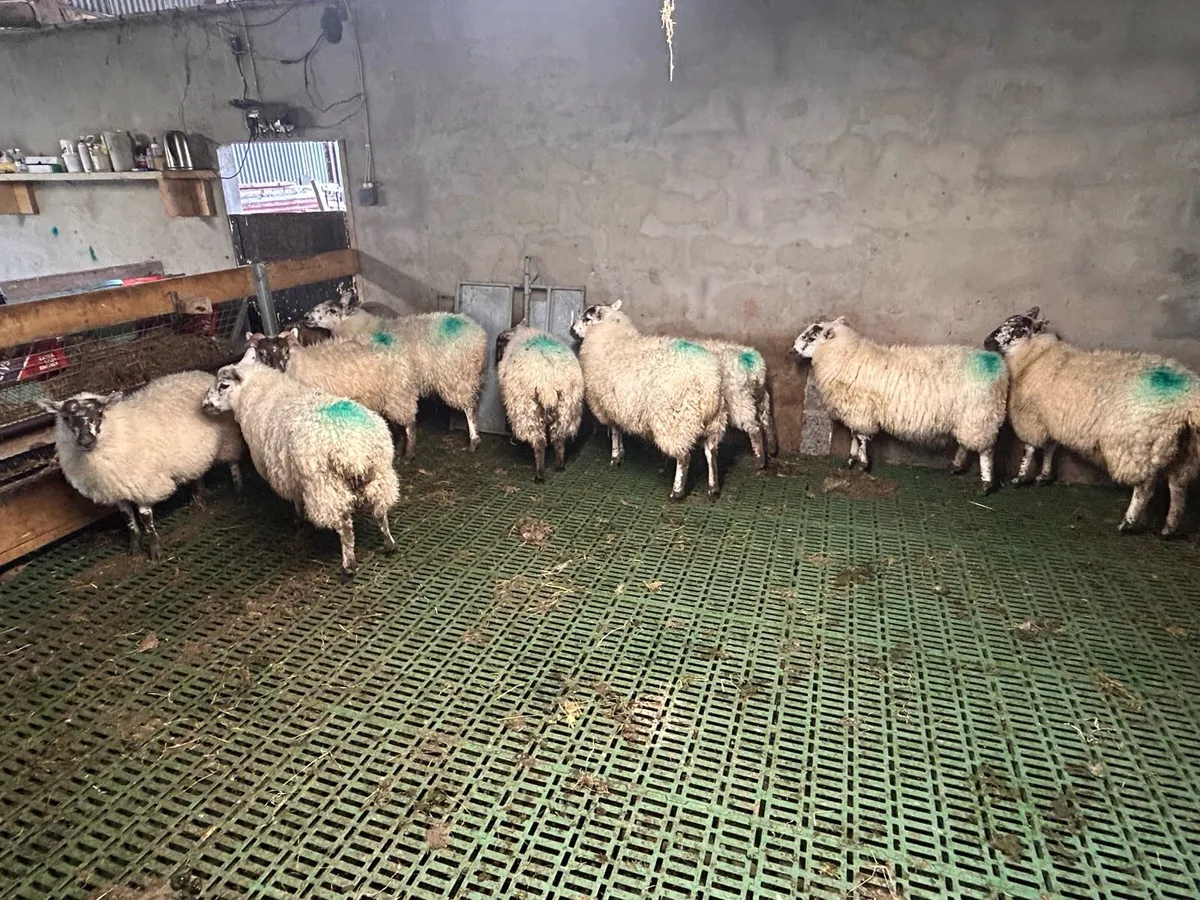 Speckle ewe lambs - Image 3