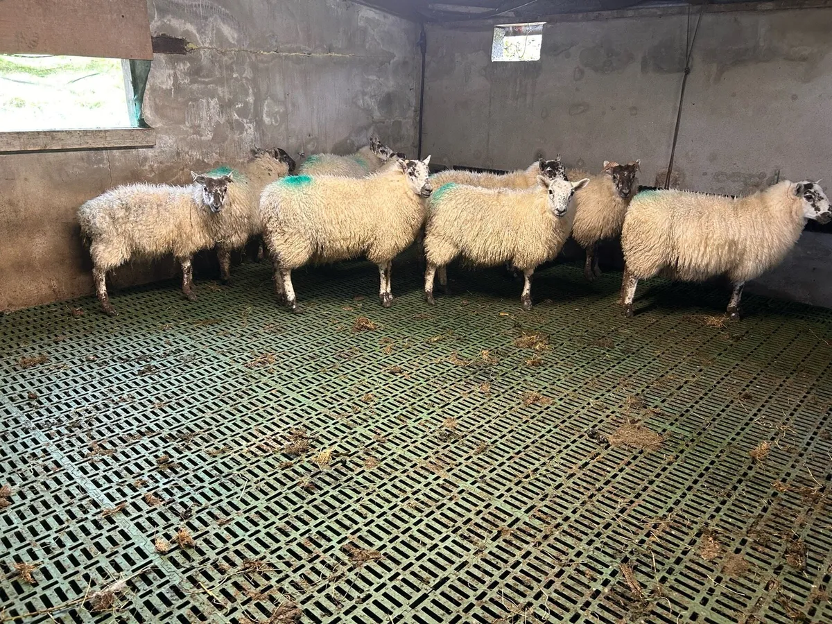 Speckle ewe lambs - Image 4