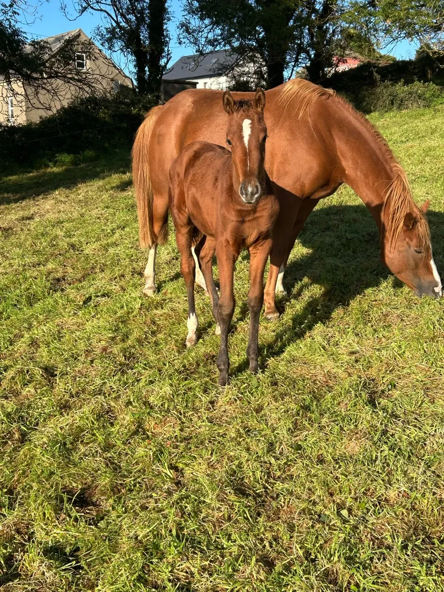 Colt foal - Image 1