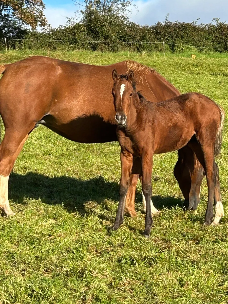 Colt foal - Image 2
