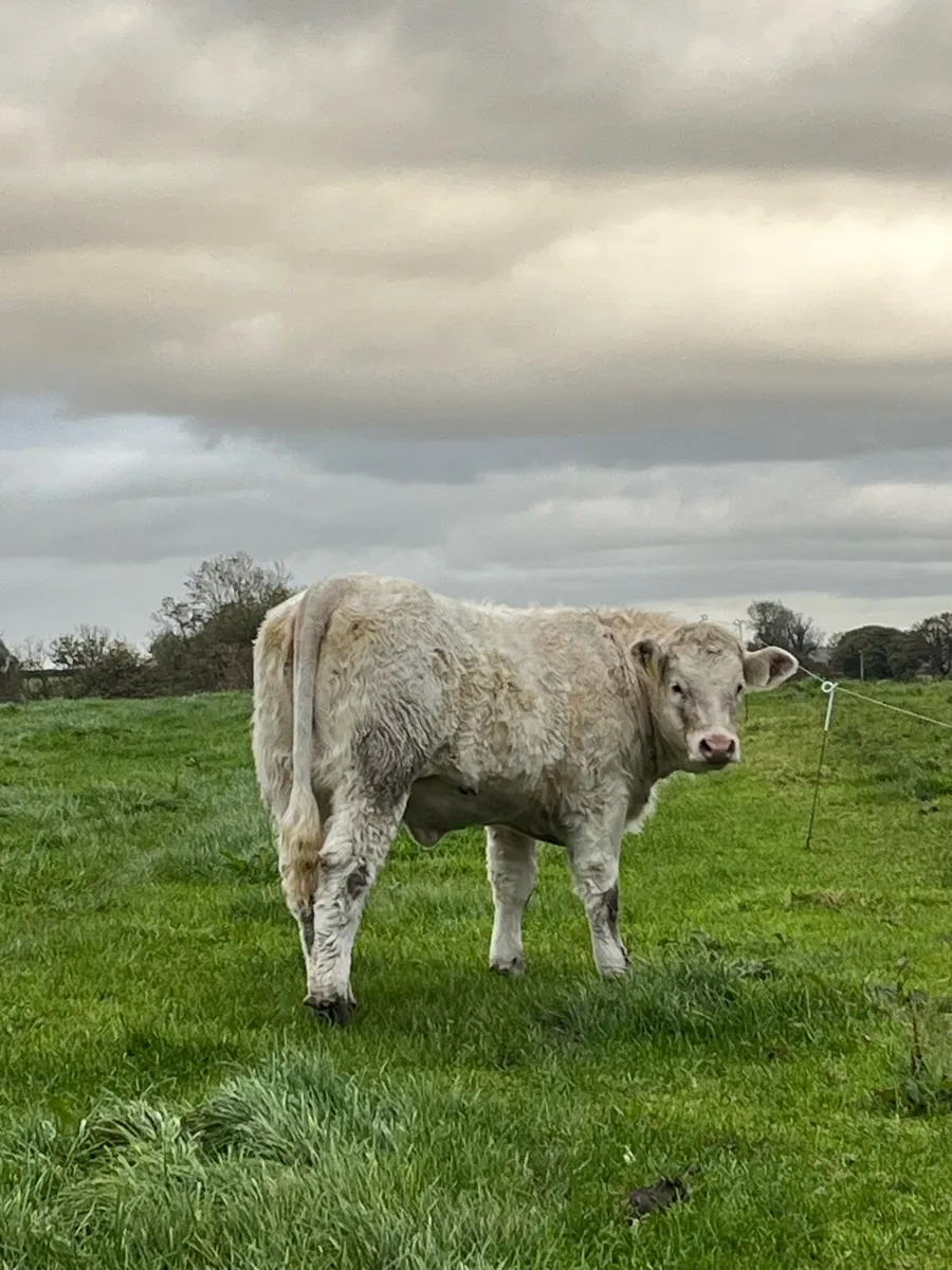 Weaning bulls & heifers - Image 4