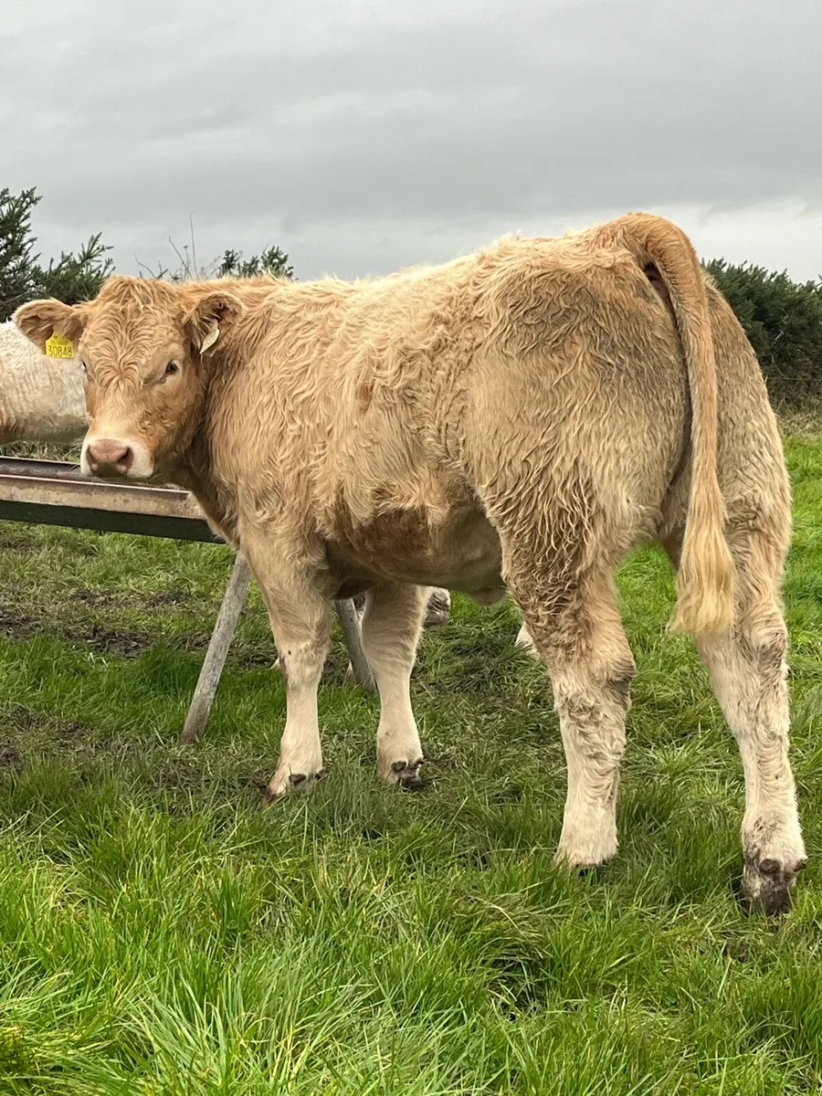 Weaning bulls & heifers - Image 4
