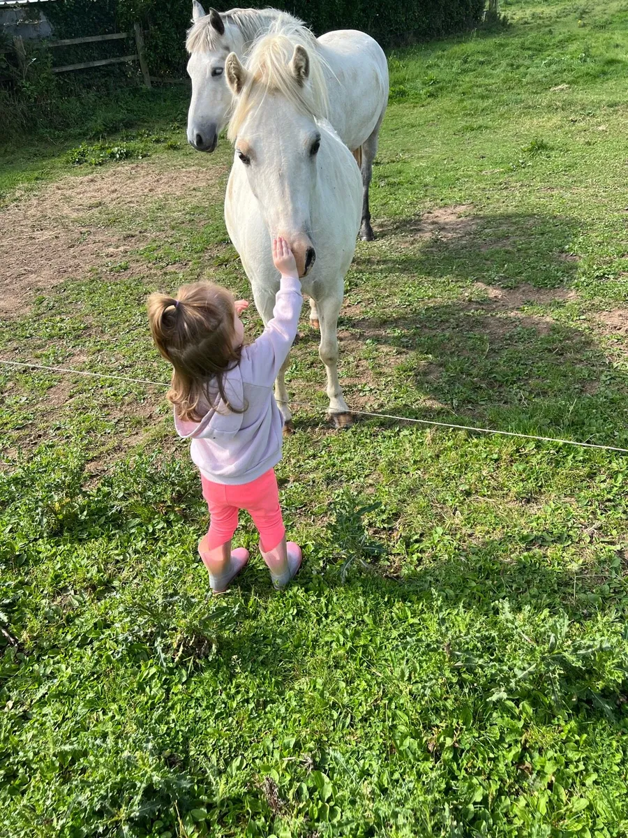 Welsh Section A Pony - Image 1