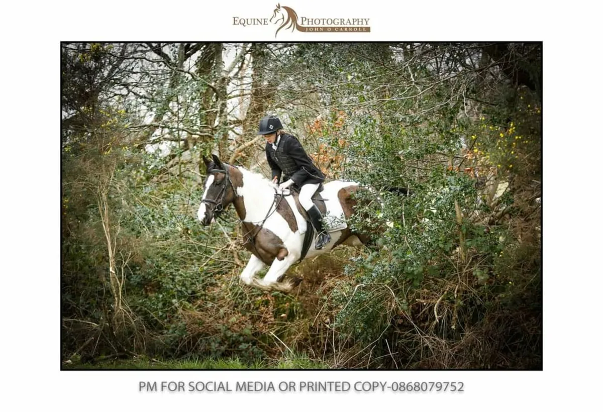 Hunting mare - Image 2