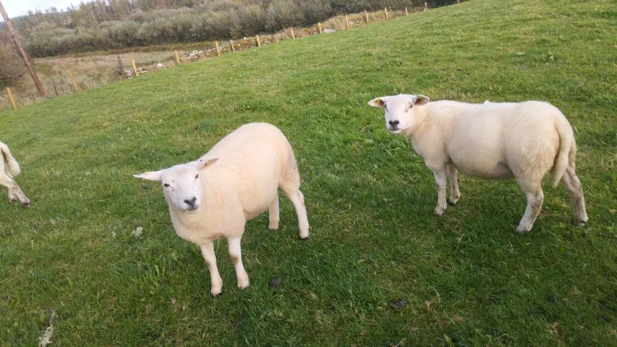 Texel Ewe Hoggets - Image 3
