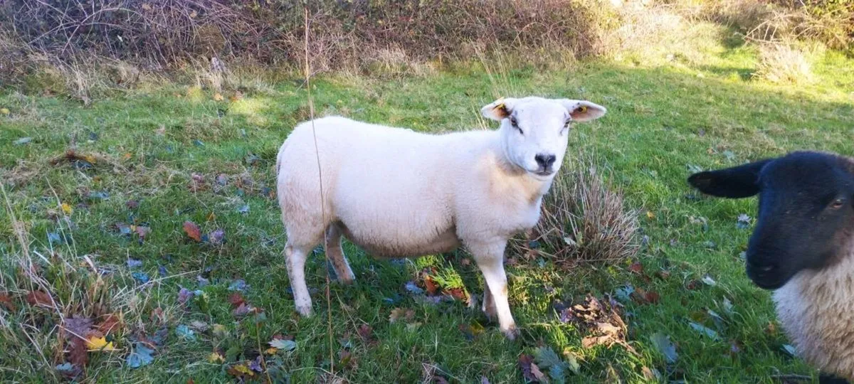 Texel Ewe Hoggets - Image 4