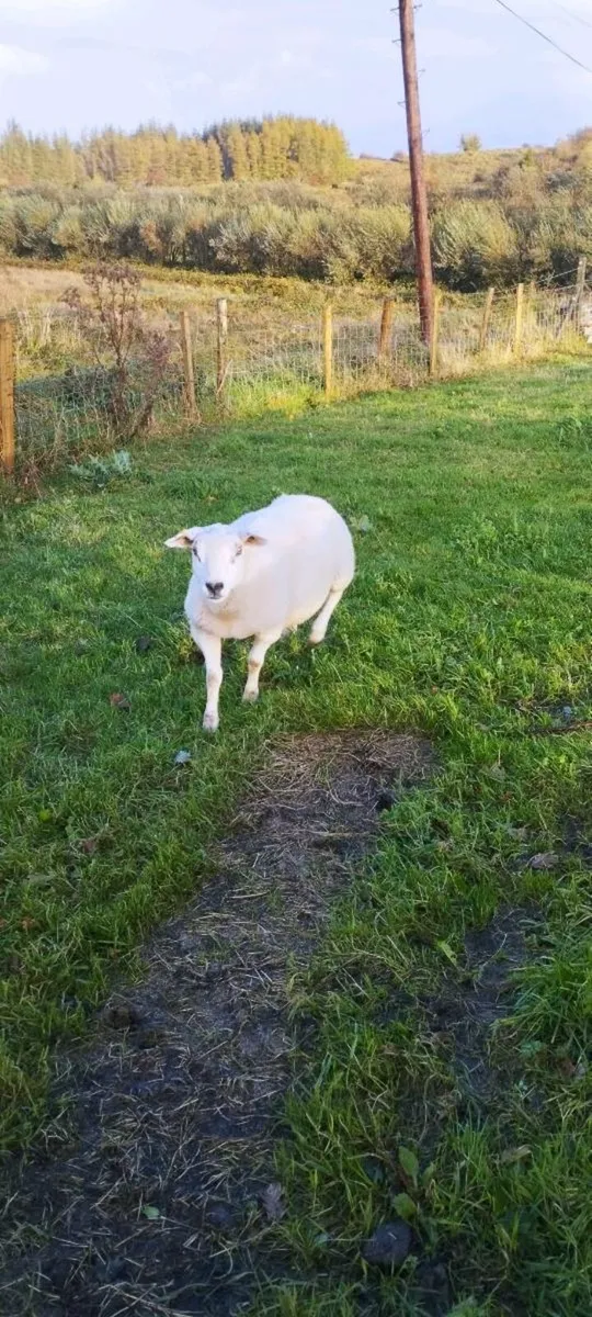 Texel Ewe Hoggets - Image 2