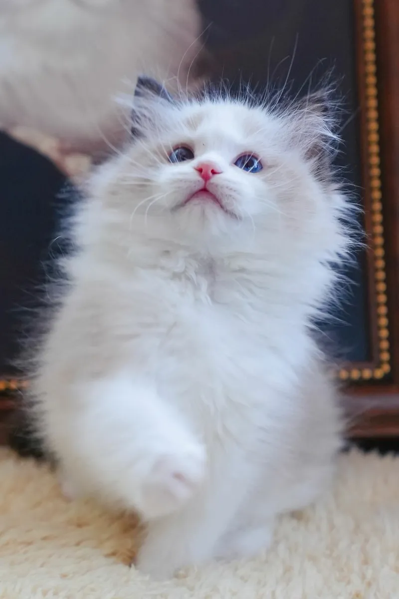 🌸 Champion Line  Female Ragdoll kitten 🌸 - Image 1