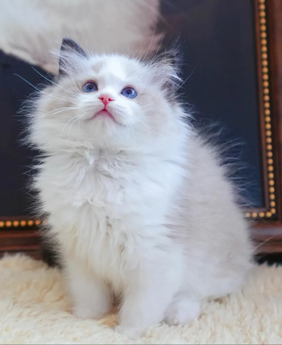 🌸 Champion Line  Female Ragdoll kitten 🌸 - Image 2