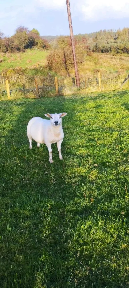 Texel Ewe Hoggets - Image 1