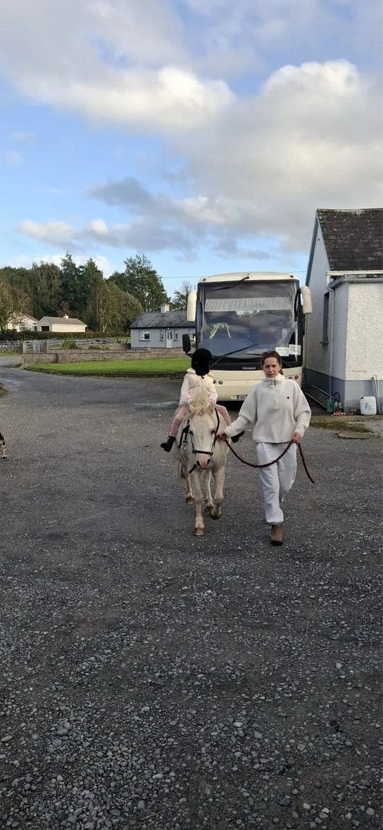 Welsh Section A Pony - Image 2