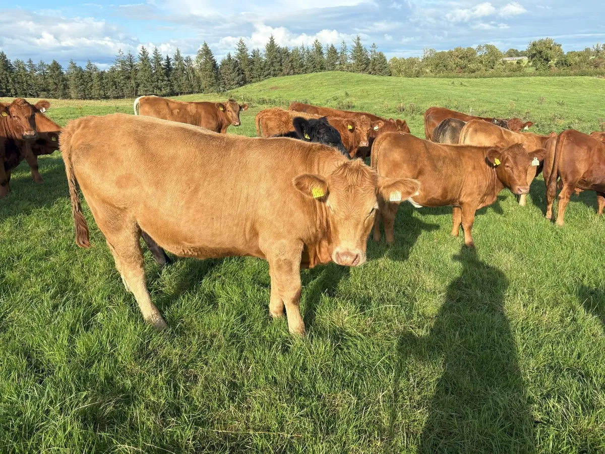 In Calf Stabiliser X Heifers - Image 1