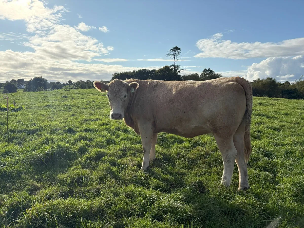 In Calf Stabiliser X Heifers - Image 4