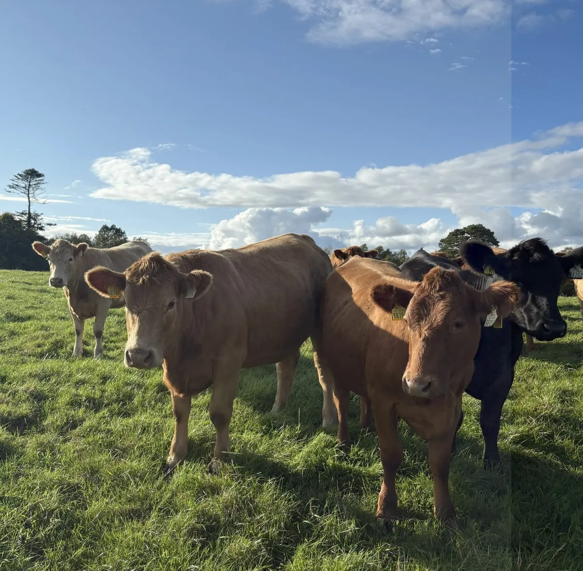 In Calf Stabiliser X Heifers - Image 2