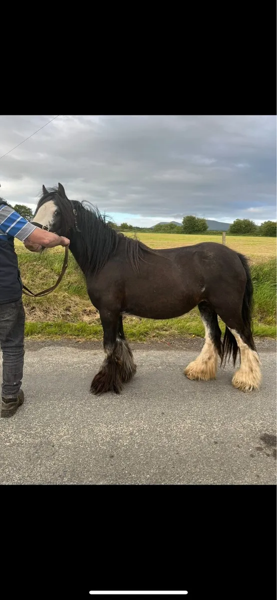 13hh heavy mare