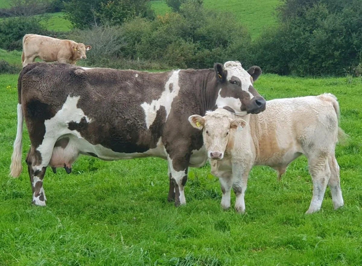 Cow & calf - Image 1