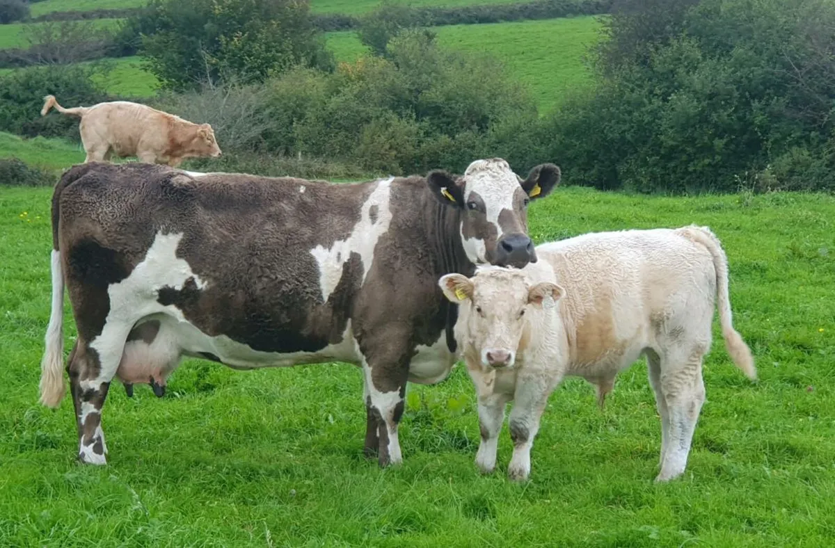 Cow & calf - Image 2