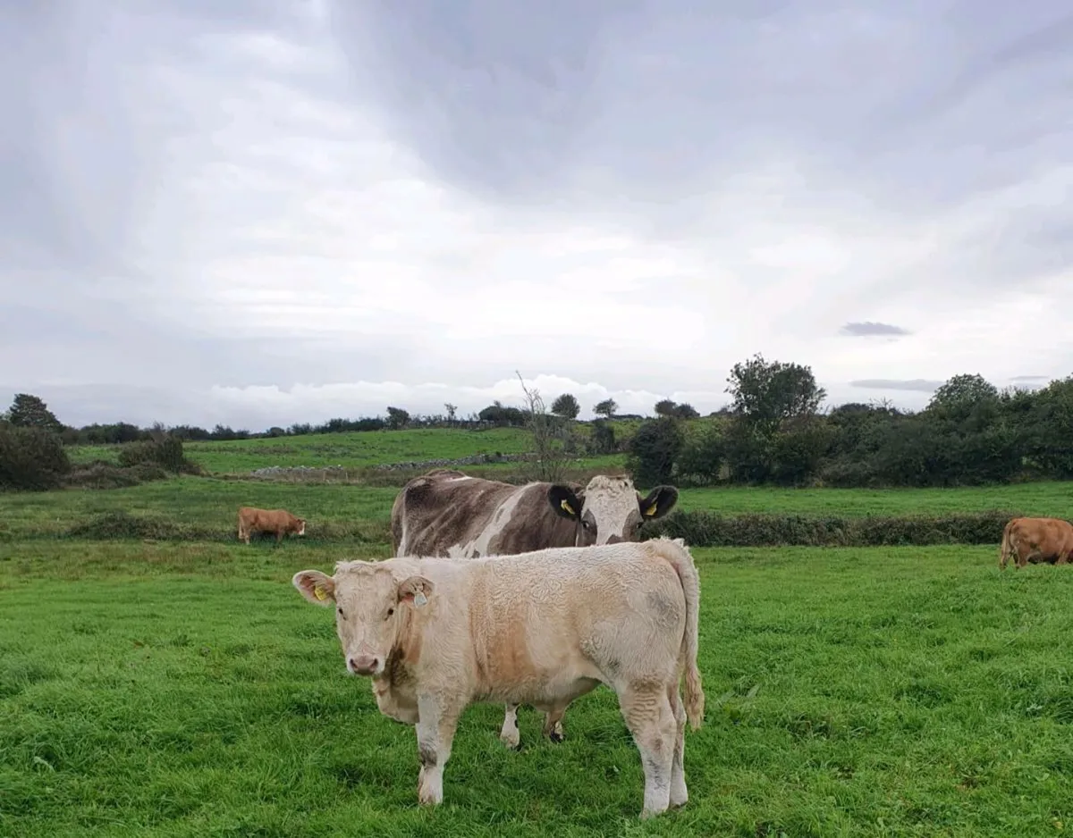 Cow & calf - Image 3